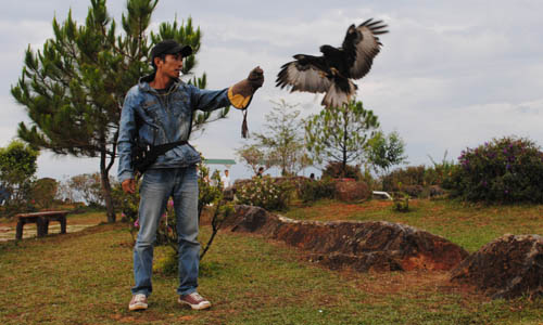 Nguyễn Văn Thái đang biểu diễn với chú chim đại bàng đã qua huấn luyện. Ảnh: Quốc Dũng